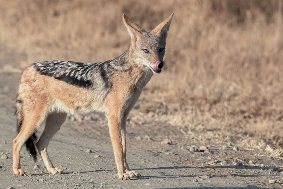 How to Choose the Right Shoes for Wildlife Tracking F IMG 6794cb8131803
